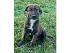 Adopt Wolverine a Boxer, Mixed Breed