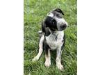 Adopt Ermine a Boxer, Mixed Breed