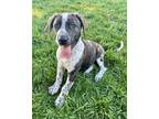 Adopt Marten a Boxer, Mixed Breed