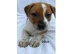 Adopt Otter a Boxer, Mixed Breed