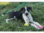 Adopt Fisher a Boxer, Mixed Breed