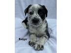 Adopt Badger a Boxer, Mixed Breed