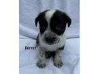 Adopt Ferret a Boxer, Mixed Breed