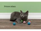 Adopt Prince Adam a Domestic Medium Hair, Domestic Short Hair