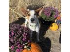 Adopt Tucker a Cattle Dog, Mixed Breed