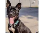 Adopt Rental a Mixed Breed