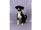 Adopt Doug a Border Collie, Labrador Retriever