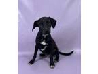 Adopt Clyde a English Springer Spaniel, Mixed Breed