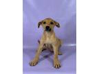 Adopt Rowan a Catahoula Leopard Dog, Mixed Breed