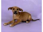 Adopt Oscar a German Shepherd Dog, Mixed Breed