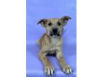 Adopt Otto a German Shepherd Dog, Mixed Breed