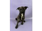 Adopt Geoffrey a Mountain Cur, Mixed Breed