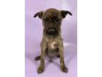 Adopt George a Mountain Cur, Mixed Breed