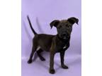 Adopt Onyx a German Shepherd Dog, Mixed Breed