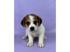 Adopt Nacho a Catahoula Leopard Dog, Mixed Breed