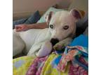 Adopt Stewie a Catahoula Leopard Dog