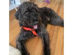 Adopt Wesley a Poodle