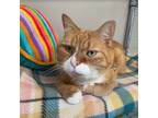 Adopt Milo a Domestic Short Hair