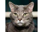 Adopt Kit Kat a Domestic Short Hair