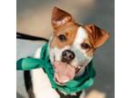 Adopt Max a Terrier, Pointer