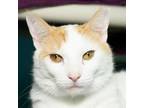 Adopt Leo a Domestic Short Hair
