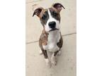 Adopt Stinkers a Pit Bull Terrier, Boxer