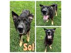 Adopt Sol a German Shepherd Dog