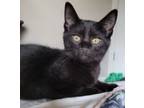Adopt Shep a Domestic Short Hair