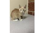 Adopt M&M (red) a Domestic Short Hair