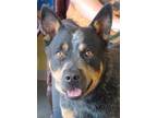 Adopt Ricardo a Australian Cattle Dog / Blue Heeler, Mixed Breed
