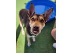Adopt Baxter a German Shepherd Dog, Pit Bull Terrier