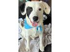 Adopt Montana* (-) (1 black ear) a Saint Bernard, Retriever