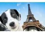 Adopt Eiffel (HW-) a Pit Bull Terrier, Great Pyrenees