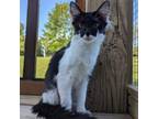 Adopt Boomi a Domestic Medium Hair