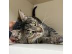 Adopt Stanley 2 a Domestic Short Hair