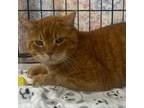 Adopt Caston a Domestic Short Hair