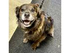 Adopt Yoshi a Cocker Spaniel