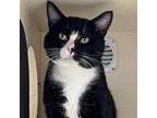 Adopt Ivar a Domestic Short Hair