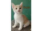 Adopt Buoy a Domestic Short Hair