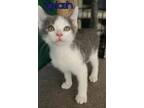 Adopt Splash a Domestic Short Hair