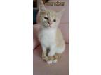 Adopt Sandbar a Domestic Short Hair