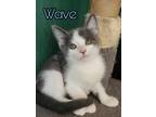 Adopt Wave a Domestic Short Hair