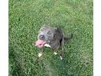 Adopt Blue a Pit Bull Terrier