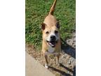 Adopt Poncho a Labrador Retriever, Pit Bull Terrier
