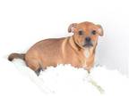 Adopt AARON a Red/Golden/Orange/Chestnut Pug / Mixed dog in Oroville