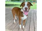 Adopt Thunder a Hound
