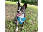 Adopt Thickin Nugget a Boston Terrier