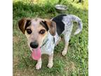 Adopt Murph a Hound