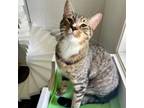 Adopt Bird Cage a Domestic Short Hair