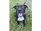 Adopt Abraham a Pit Bull Terrier, Mixed Breed